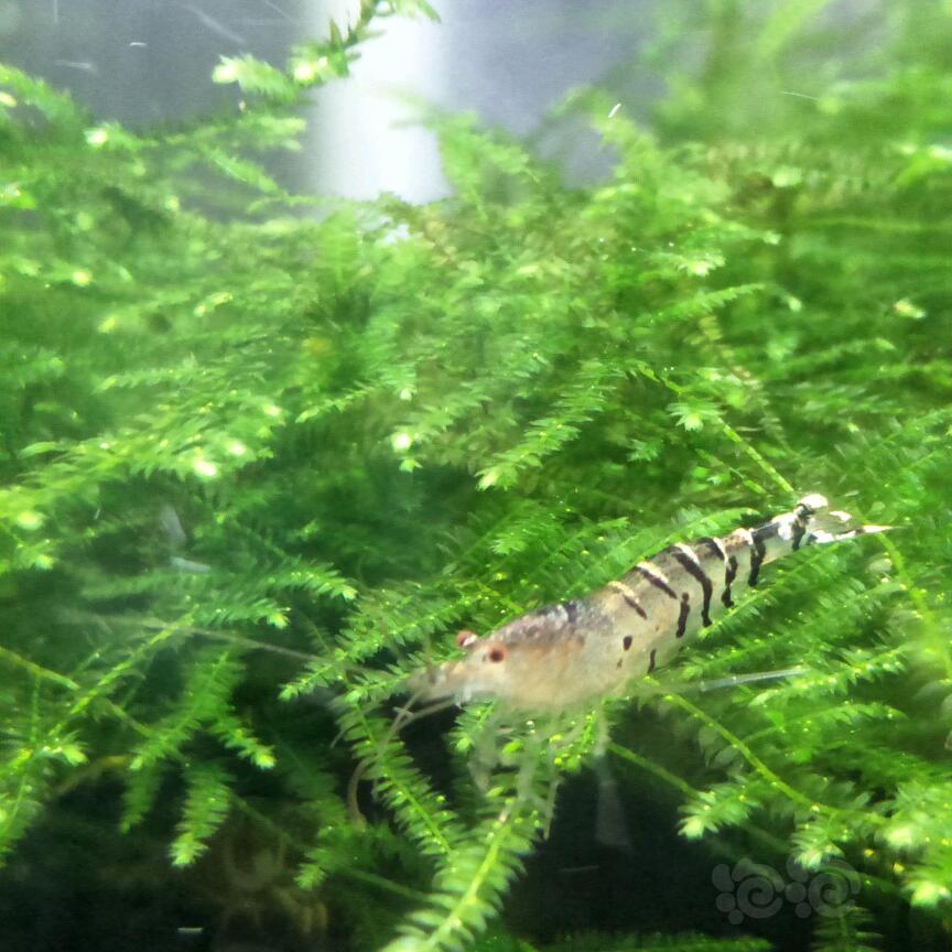 “星空体育官网”沃勒尔:德甲其他队和拜仁差距太大 如隔一个世界